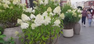 А вы видели, сколько гортензий в Климентовском? Это что-то невероятное.