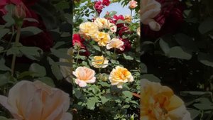 Розовый рай, сад утопает в цветах