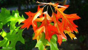 🍂 САМАЯ КРАСИВАЯ ОСЕННЯЯ УСПОКАИВАЮЩАЯ МУЗЫКА ДЛЯ ДУШИ И ПОДАВЛЕНИЯ СТРЕССА 🎵 МУЗЫКА ДЛЯ СНА