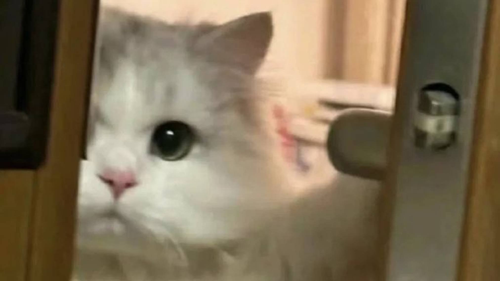 Угарные коты и котята 🐾 | Самые ржачные моменты недели