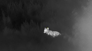 Тепловизор Guide TR 430.Медвежонок