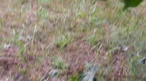 Мокрая Фея и дождик под липой