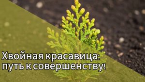 В каждом кадре – хвойное чудо: саженец туи постепенно обретает густую крону и благородную форму.