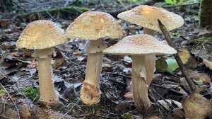 Влияние грибов на психику человека (часть 1)