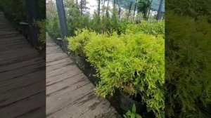 Туя западная Рейнголд в питомнике Фавн