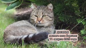 Дневник лесного кота Барсика: 11 августа 2025 года