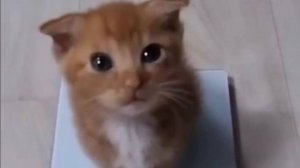 Усатые герои комедии 🎬 | Подборка самых смешных котиков