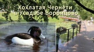 Москва. Усадьба Воронцово 2025. Прогулка с китайской хохлатой. #миникхс #парк