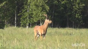 Реакция самца косули на манок. Гон Сибирской косули
