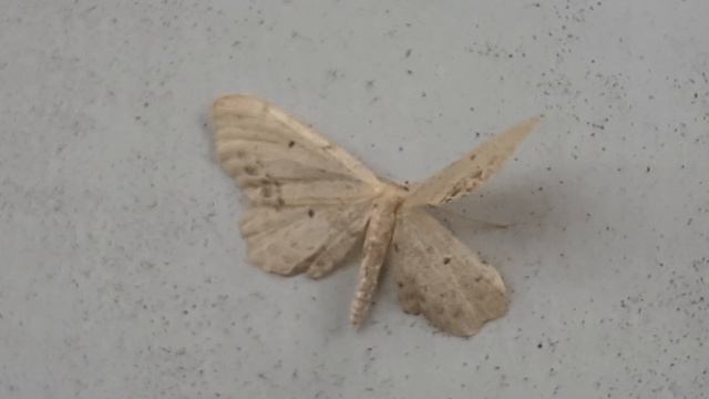 пяденица малая половинчатая (Idaea dimidiata)