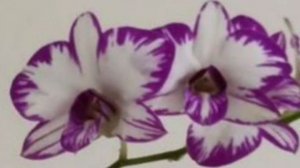 П-8.Ч-8. Дендробиум через 4 месяца после получения и пересадки. Появление и рост цветоноса