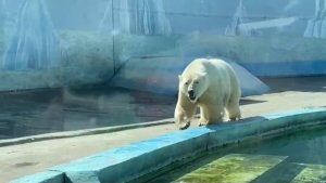 Нижний Новгород. Зоопарк "Лимпопо".