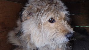 Чижик, Жужа и Грей.