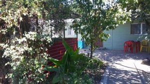 Гибискус травянистый. Новое приобретение. Дача, цветы.