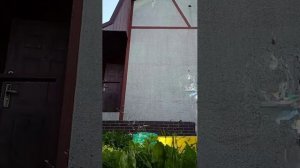 делаю дом для лягушек