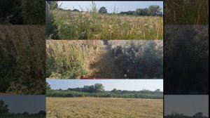 ПОКОС ТРАВЫ, ПОРОСЛЕЙ МИНИ ТРАКТОРОМ (МУЛЬЧЕРОМ)