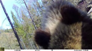 Медведи устроили краш-тест фотоловушке Сохондинском заповеднике