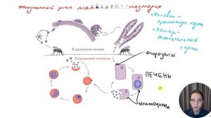 Жизненный цикл малярийного плазмодия