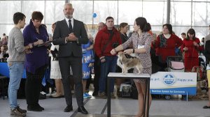 Чихуахуа д/ш Голден из Лайф Аристократ