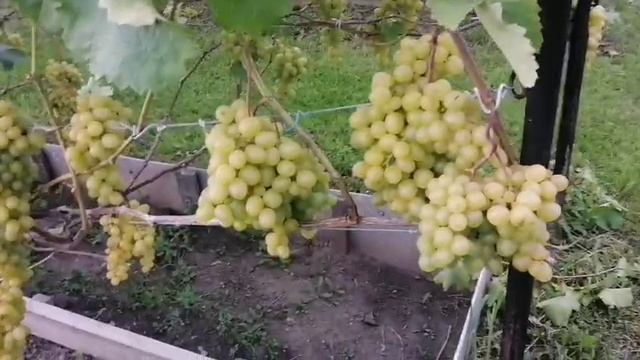 Виноград на 12.08.25г. Лиепаяс Дзинтарс, Ромбик и др. в ОГ. Томск смотреть онлайн