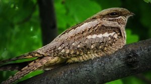 Звук птицы. Птицы. Пение птицы Козодой обыкновенный для внутреннего покоя