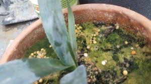 Южные растения в Волгограде. Финиковые пальмы, Трахикарпус, Вашингтония и Банановая пальма