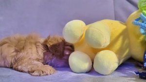 Кавапу малыш