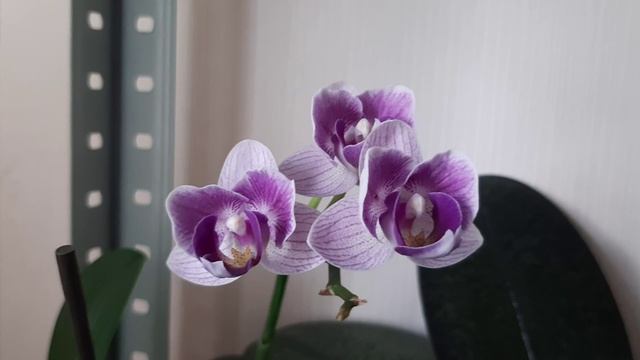 Цветение орхидей в августе 2025г.