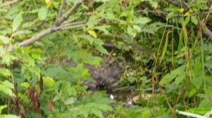 7. Гора Ялангас (1297,8 метра). Хребет Ялангас (1297,8 метра). 9 августа 2025 года.