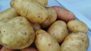 Выкапываем картофель после обработки от медведки, горчичным жмыхом! Вот что получилось.