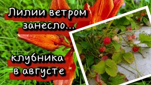 Клубника в августе. Лилии ветром занесло.