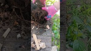 Пересадка саженца голубики сорта Мидер в контейнер 10 литров