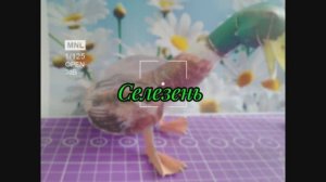 Селезень из бумаги своими руками