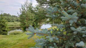 Прогулка в Верхнем Бору