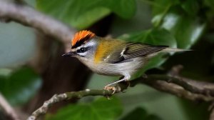 Звук птицы. Птицы. Пение птицы Королек красноголовый для  сердечно-сосудистой системы