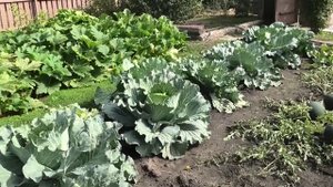 Как меня развели в интернете