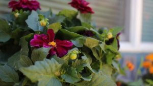 Звук порыва ветра