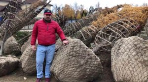 Крупномеры: Выкопать из леса и на участок? Лучше не делай так! Узнай тут почему!