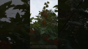 "Горчит калина".
Музыка: Валерий Зубков. 
Слова: Надежда Кондакова.
Леонид Овруцкий и группа Кватро.