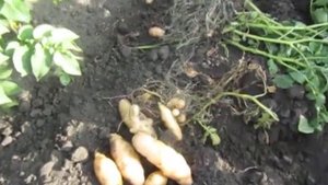 Дикий Аня. Смешные картофельные сосиски . Но очень вкусный сорт!