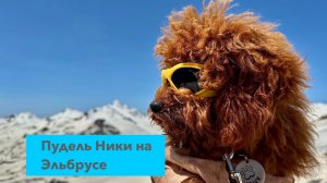 Пудель Ники в Приэльбрусье