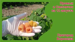 Желтоплодная малина Промык и Светлячок на 12 августа 2025. Пригород Воронежа.