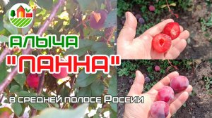 Алыча (слива русская) "Панна" в средней полосе России (Республика Мордовия)