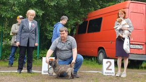 29.06.2025, СПб. Клуб "Стандарт-1" (РКФ, РФСС). Выставка собак CAC 3 группы FCI