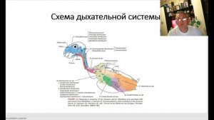 Чем отличаются кости птиц от других животных. Отвечает ветврач орнитолог Чугуевский.13.08.2025