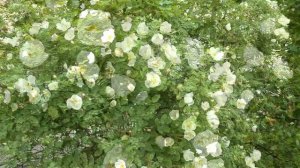 White Roses Summer Breeze – Relaxing Ambient 4K 60fps