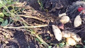 Сорт Нальчикский (лапоть). Очень понравился.