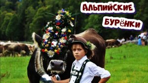 Как коровы спускаются с альпийских лугов в долину