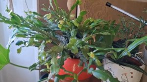 Домашний влог.
Мечты.