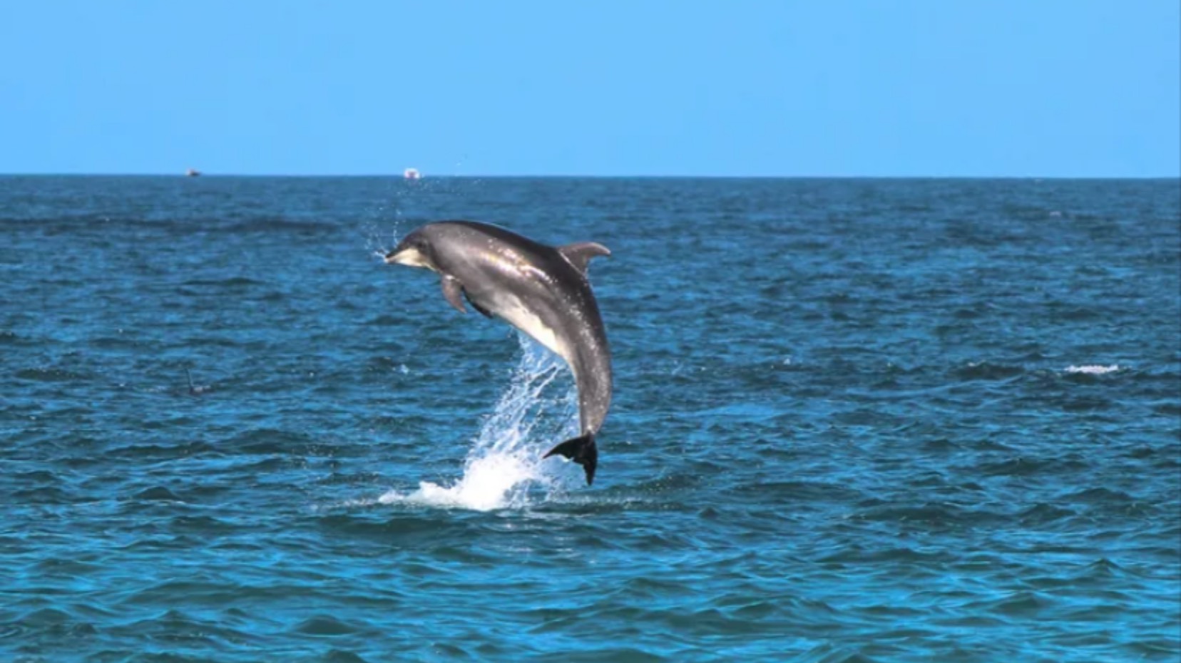 Благовещенская. Дельфины и чистое море смотреть онлайн